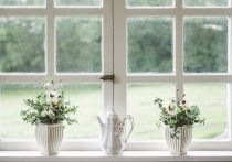 Многие люди заводят комнатные растения не только из эстетических соображений, но и для того, чтобы улучшить качество воздуха в своей комнате