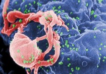 Впервые за последние почти 20 лет группе американских ученых удалось обнаружить новый штамм ВИЧ