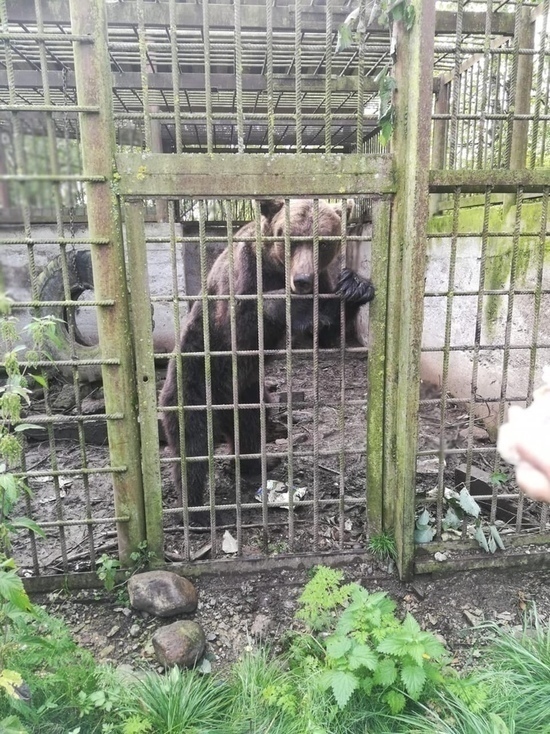 Медведица, брошенная в клетке в Пертовке, уехала в питомник