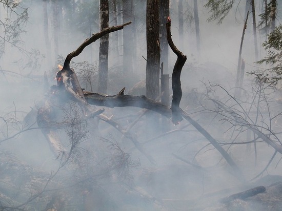 Минприроды рассказало о четырёх лесных пожарах на Кубани