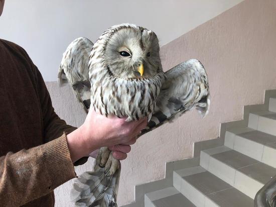 В центре Смоленска среди бела дня стая ворон напала на сову