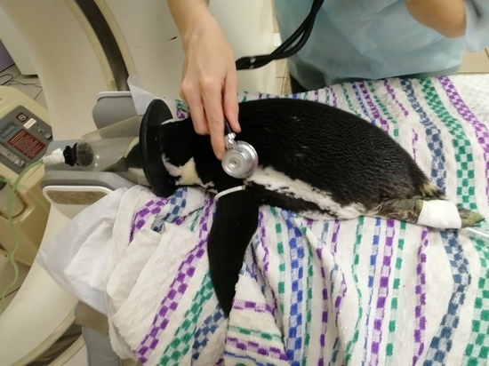 Пингвина с нервными приступами увезли лечиться из Красноярска в Новосибирск