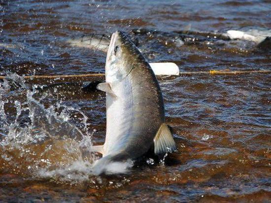 Жителю Магаданской области придётся отработать незаконную рыбалку