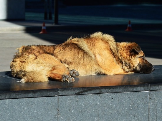 Осипов поручил кардинально изменить ситуацию с бездомными собаками