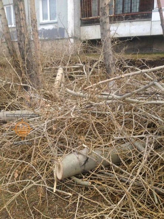 «Скоро без зелени останемся»: деревья в Солнечном  подрезали под пеньки