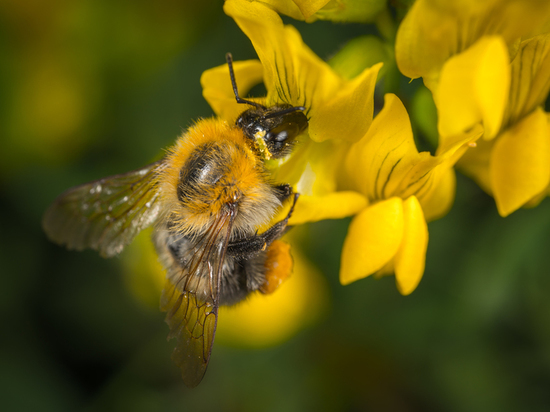 Алтайских пчеловодов будут предупреждать об обработке полей через специальный сервис