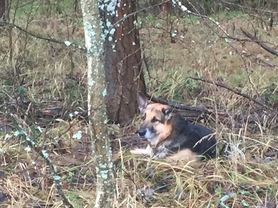 В Ярославле горе-хозяева заставили пса ждать две недели в лесу