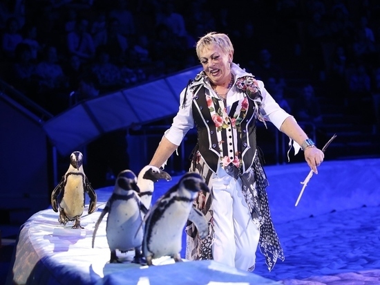 В грядущие праздники в Ярославле вновь покажут уникальное шоу пингвинов