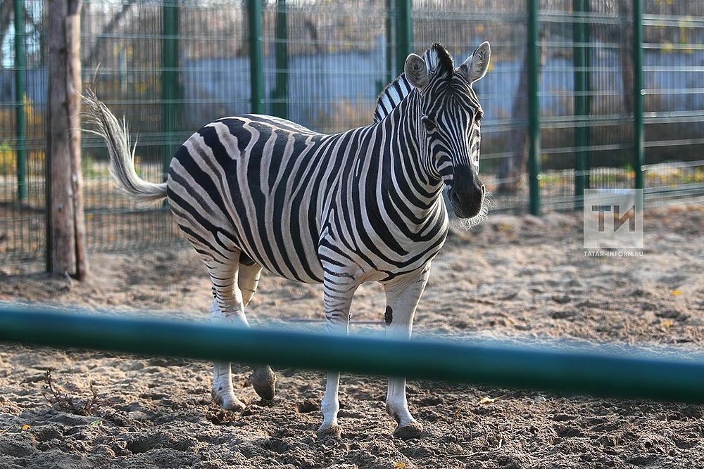 Новый казанский зоопарк