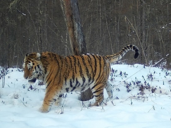 Огромного тигра заметили в Хабаровском крае