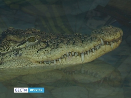 30 животных из закрывающегося контактного зоопарка спасла Иркутская зоогалерея