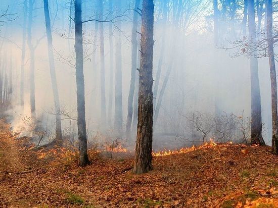 В Северском районе Кубани из-за лесных пожаров введён режим ЧС