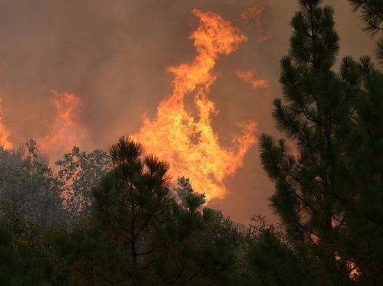 Прокуратура организовала проверку по поводу лесных пожаров в Северском районе