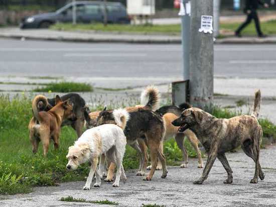 С отловщиками собак в Красноярске могут разорвать контракт