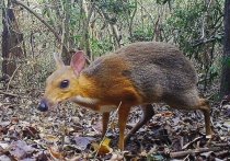 Во вьетнамских джунглях зоологи впервые обнаружили зверьков вида  Tragulus versicolor — самых маленьких парнокопытных в мире, вырастающих не более чем до 20-25 сантиметров