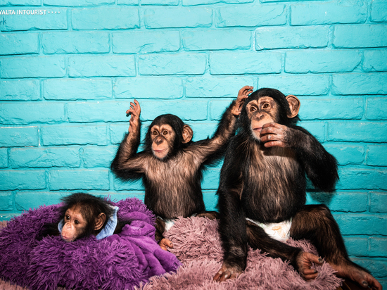 Сенсация в Крымском зоопарке: третье рождение шимпанзе за два года