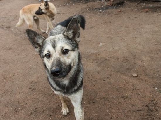 Бродячих псов в столице Бурятии будет ловить «Жада»