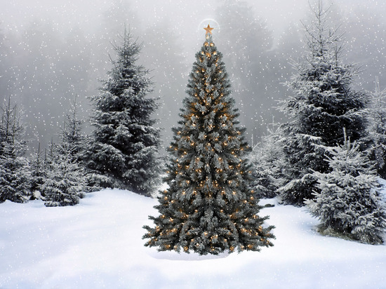 В Хакасии новогодние елки начнут рубить в декабре