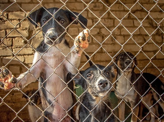 Рязанские зоозащитники просят помочь с кормом для бездомных собак
