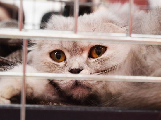 Зоозащитники бьют тревогу: животные гибнут в багажных отсеках