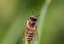 Воздействие магнитных полей ЛЭП негативно сказывается на умственных способностях и «характере» пчел