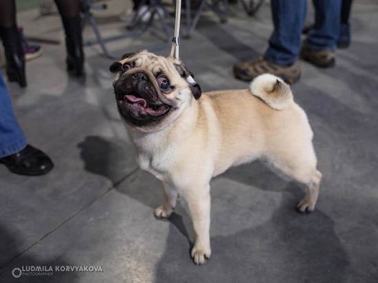Мордашки-милашки: каких очаровательных собак представили на выставке в Петрозаводске