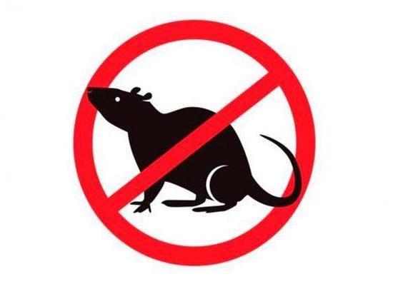 Проблемы с вывозом мусора в Магадане привели к нашествию крыс