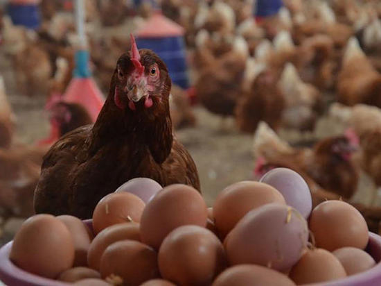 Для камчатских детей купят полмиллиона яиц