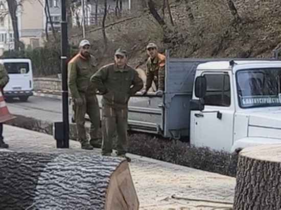 В Кисловодске снимавшую спил ценных деревьев женщину отгоняли лопатой