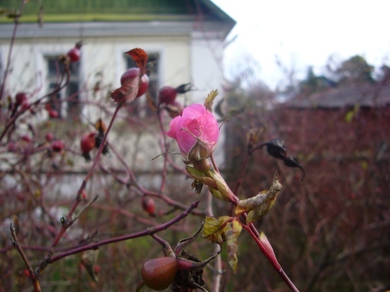 Цветут цветы:  в ноябре в Тверской области распустились розы