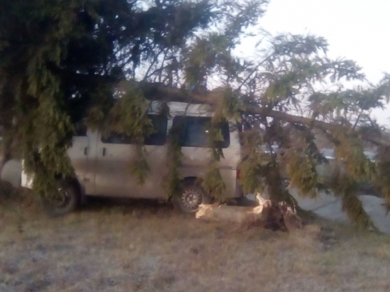 Сосна придавила микроавтобус на калужской трассе
