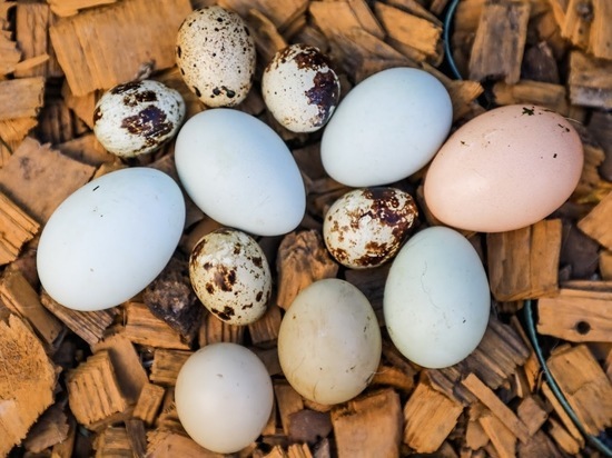 Несколько куриных яиц в неделю могут защитить от возрастной слепоты