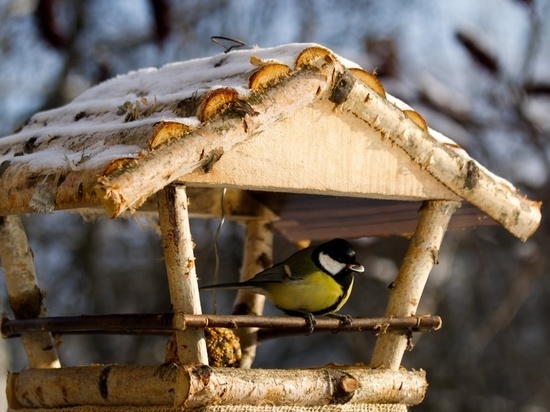 В Иванове птицам помогут пережить зиму