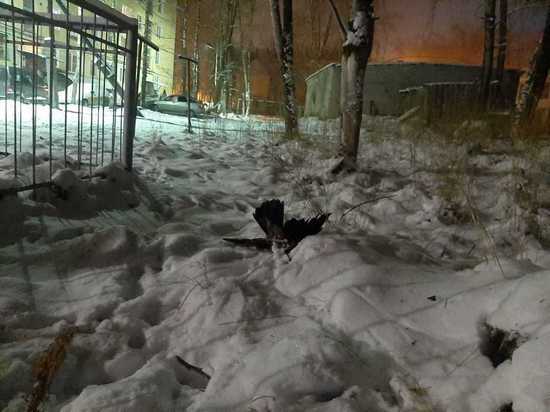 Воздух, воду и снег в Сегеже возьмут на пробу для исследования