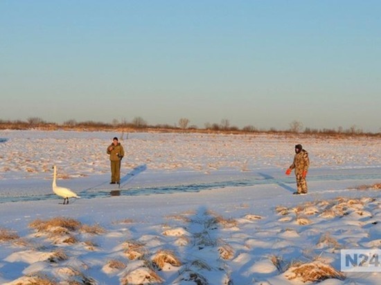 Пожарные из Тюменской области спасли лебедя из замерзающей реки