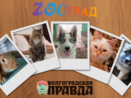 В фотоконкурсе «ZOOград» стартовало народное голосование