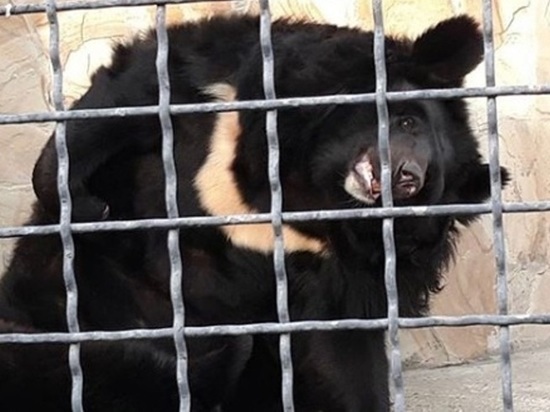Экс-мэр столицы Ингушетии намерен спасти от смерти 30 медведей из Крыма