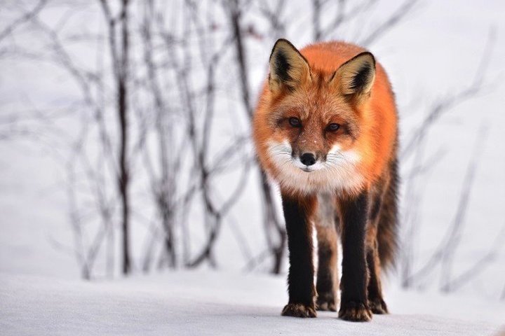 Нашествие лис в ЯНАО: как отличить бешеное животное от здорового - МК Ямал