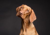Группа ученых из Калифорнийского университета предложила формулу, позволяющую вычислить, какому возрасту человека соответствует тот или иной возраст собаки