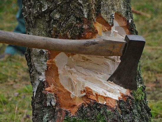 В Ивановской области задержан мужчина, спиливший деревьев на 183 000 рублей