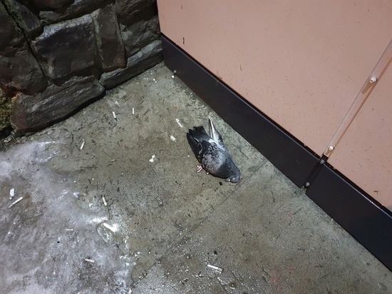 В Минприроды рассказали, что показало исследование мертвых птиц из Сегежи