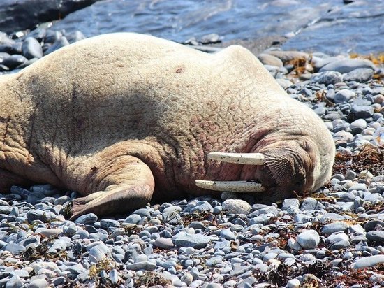 Названа причина появления большого количества моржей на Ямале