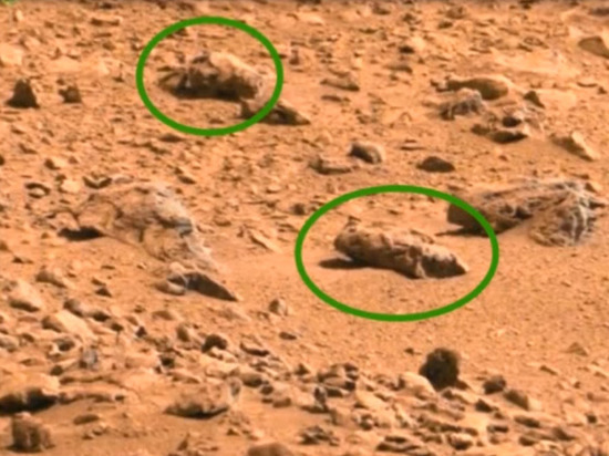 Ученый нашел доказательство наличия насекомых на Марсе