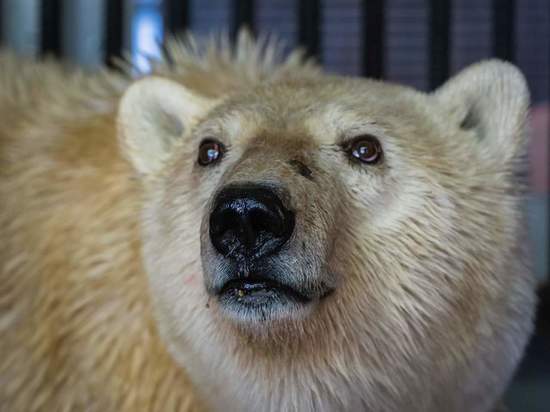 Спасенная белая медведица из Норильска поправилась до 180 кг
