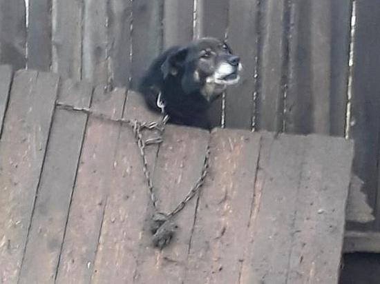 Костромским спасателям пришлось вытаскивать застрявшую в заборе дворняжку