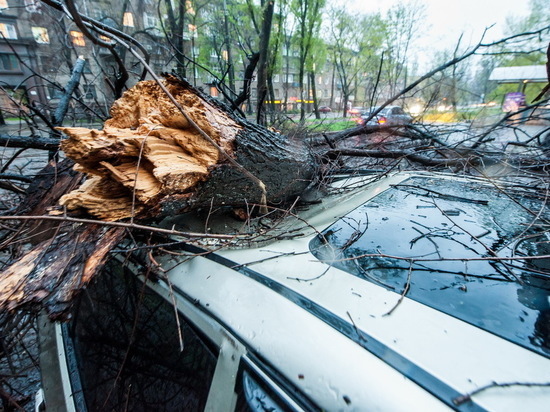 Управляющая компания выплатит жителю Оренбурга деньги за упавшее дерево