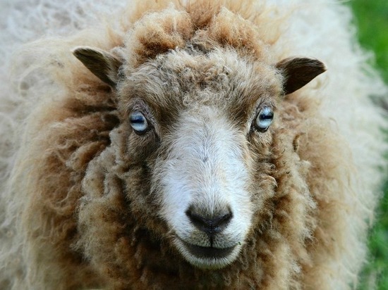 Овцы – это прогресс: Хамбо лама объявил о собрании овцеводов Бурятии