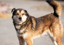 Сейчас эта организация является подрядчиком по отлову собак в Красноярске