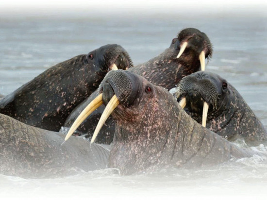 Ученые изучат способы сохранения уникального лежбища моржей на Ямале