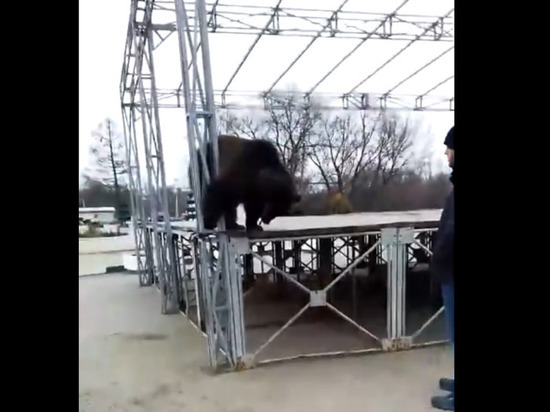 Под Тулой медведя из цирка оставили привязанным на 4 часа